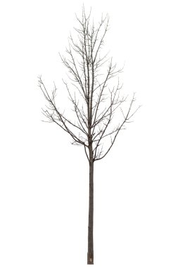 Beyaz çıplak ağaca