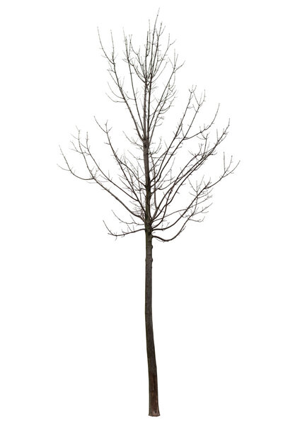 Naked tree on white