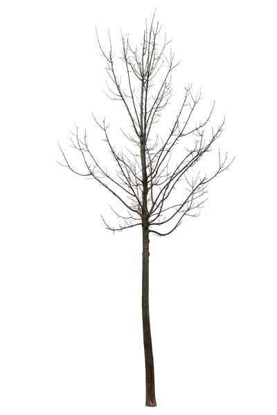 Naakte boom op wit Stockfoto