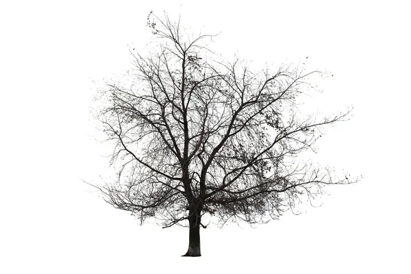 裸树上白 — 图库照片
