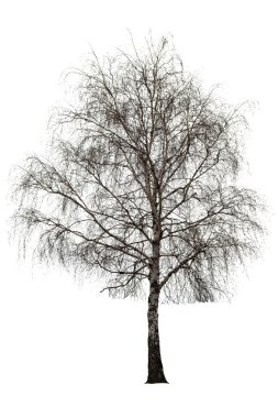 Naked birch tree on white clipart