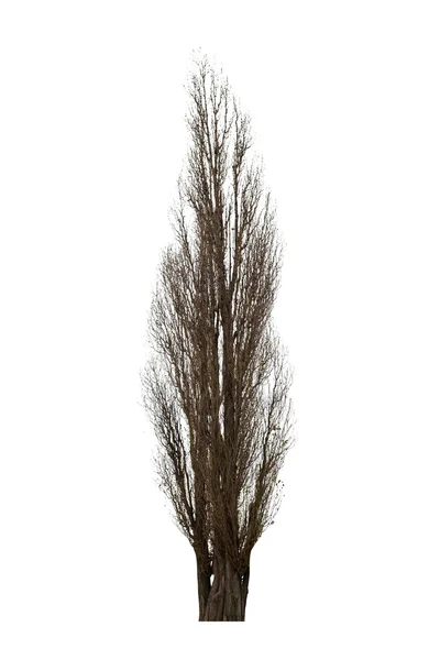 Arbre nu sur blanc — Photo