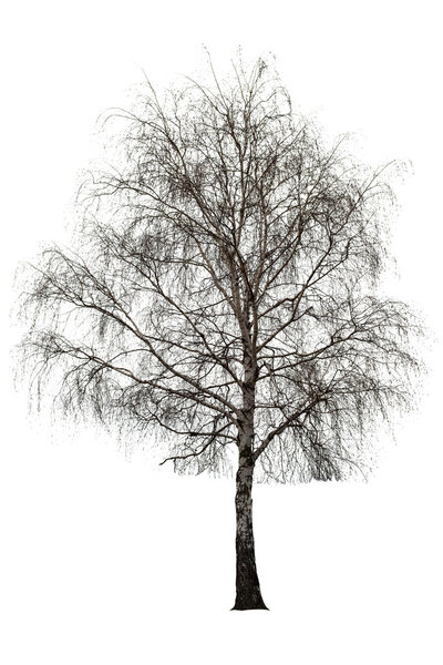 Naked birch tree on white