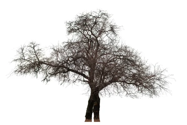 Голое дерево на белом — стоковое фото