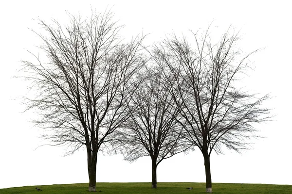 Három meztelen fa, fehér háttér — Stock Fotó