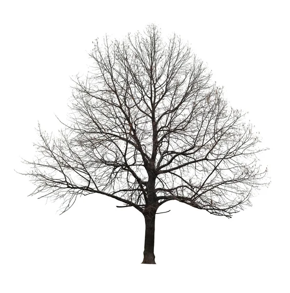 Голое дерево на белом — стоковое фото