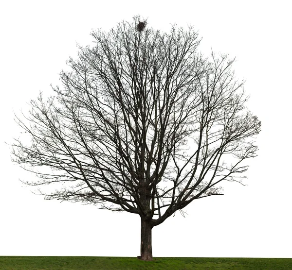 Árvore nua em branco — Fotografia de Stock