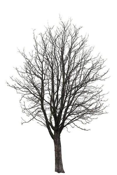 Arbre nu sur blanc — Photo