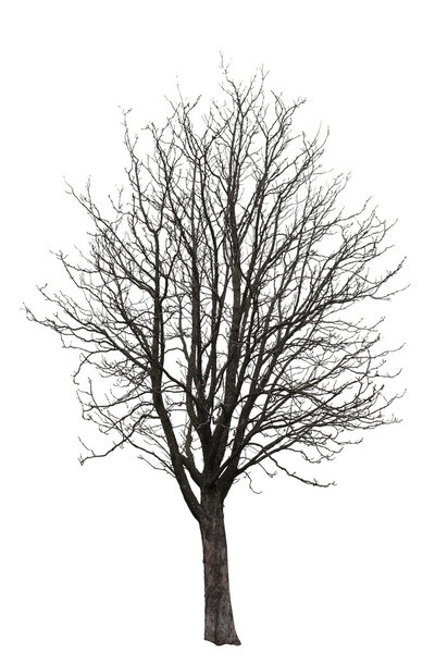 Naked tree on white