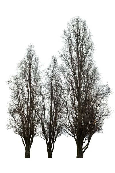 Naakte boom op wit Stockafbeelding