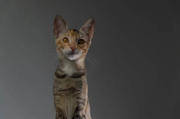 Kot Dziwnie Patrzący Przyszłość — Zdjęcie stockowe
