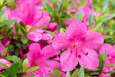 Pembe çiçekler, güzel çiçekler, harika pembe çiçekler