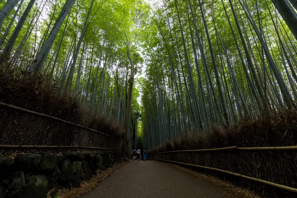 Forêt de bambous en Kyoto, Japon — Photo