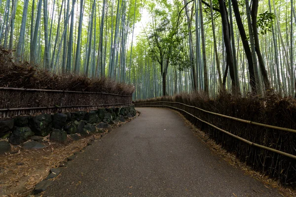 Forêt de bambous en Kyoto, Japon — Photo