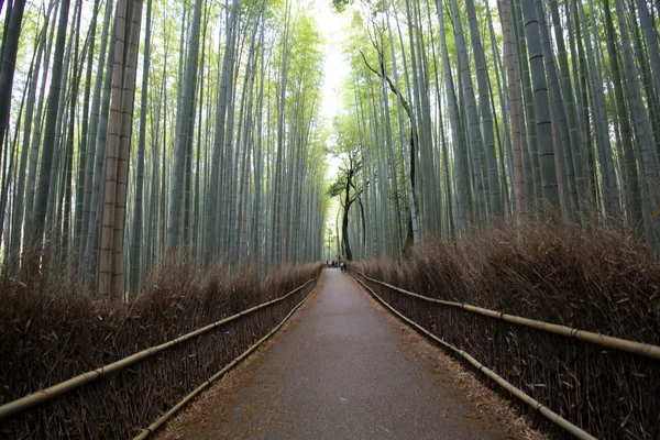 Forêt de bambous en Kyoto, Japon — Photo