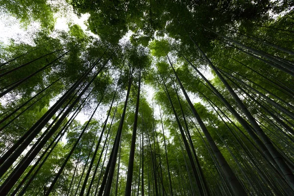 Bambuswald ist beliebter Ort in Kyoto, Jpan — Stockfoto