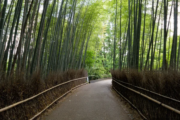 Forêt de bambous en Kyoto, Japon Image En Vente