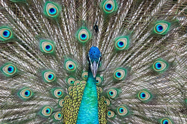 Tüylü güzel tavus kuşu — Stok fotoğraf