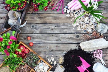 Bahçe aletleri, çiçekler, gübreler, tohumlar, ahşap arka planda bahçe aletleri. Bahar bahçesi konsepti. Uzayı kopyala Üst manzara, düz uzanma.