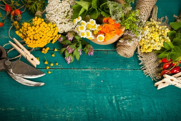 Verão ervas medicinais frescas no fundo de madeira . — Fotografia de Stock