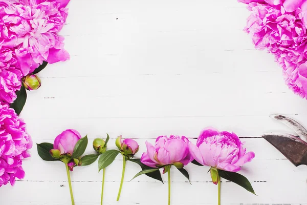 Frische rosa Pfingstrosenblüten auf weißem Hintergrund. Raum für Text. — Stockfoto