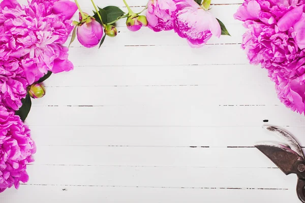 Frische rosa Pfingstrosenblüten auf weißem Hintergrund. Raum für Text. — Stockfoto