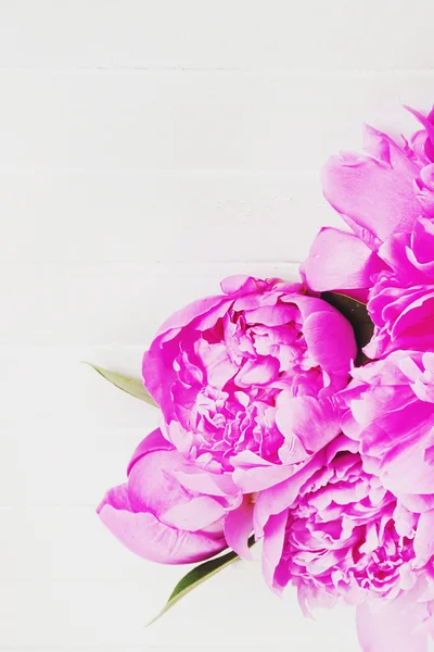 Flores de peonía rosa fresca sobre un fondo blanco. Espacio para texto . — Foto de Stock
