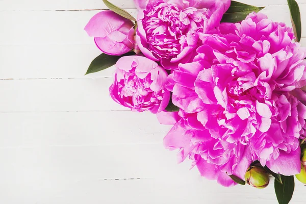 Flores de peonía rosa fresca sobre un fondo blanco. Espacio para texto . — Foto de Stock