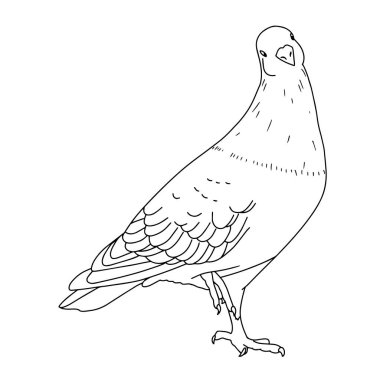Pigeon. Dove. Cute bird. Line art illustration. Vector. Hand draw. 