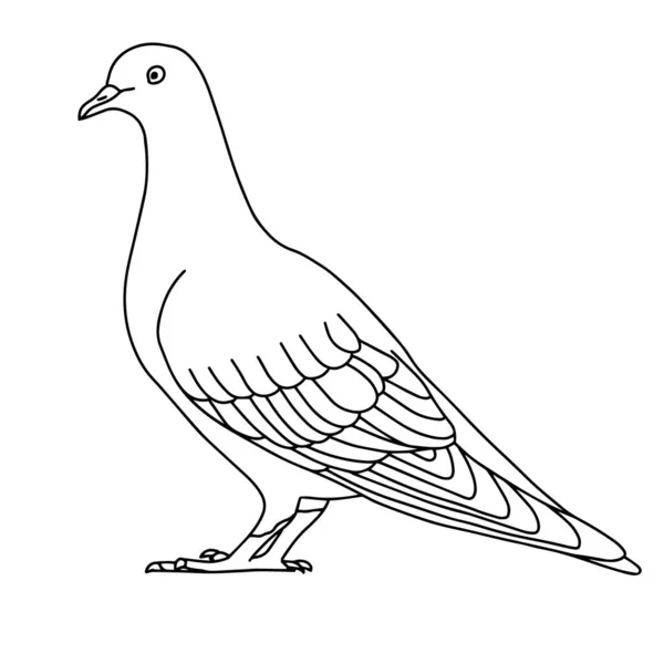 Векторная Иллюстрация Голубем Черно Белый Рисунок Птицы Line Art — стоковый вектор