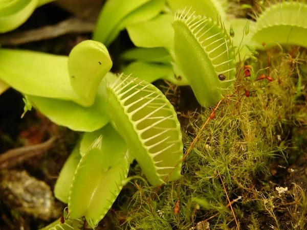 Плотоядные растения Dionae — стоковое фото