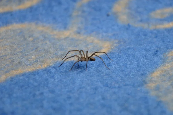 Aranha no tapete azul — Fotografia de Stock