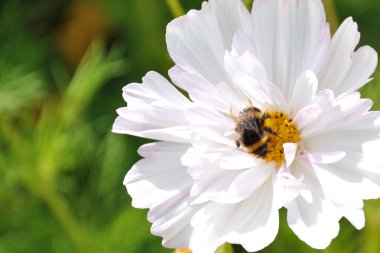 Bumblebee beyaz çiçek