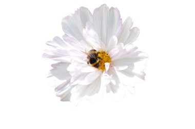 Beyaz çiçek izole yaban arısı