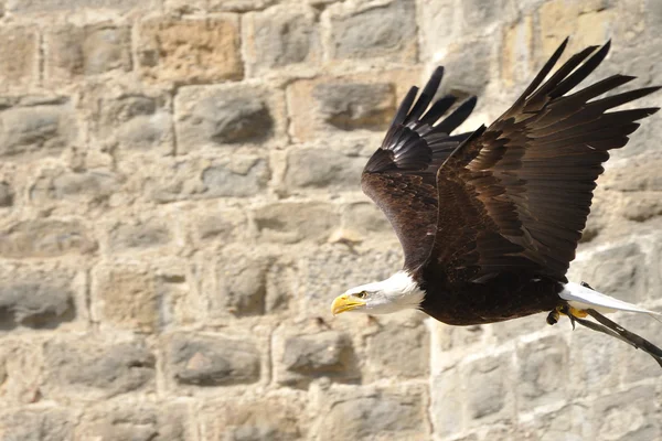 Kel Kartal Stok Fotoğraf