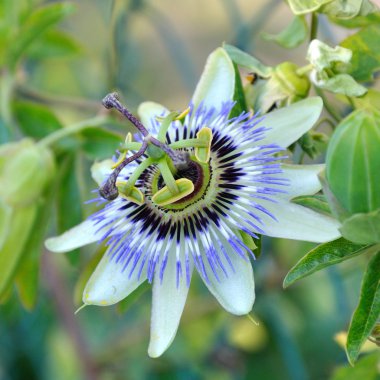 Passiflora