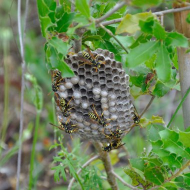 eşekarısı yuvası