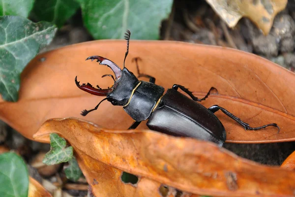 Käfer auf einem Blatt — Stockfoto