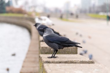 Corvus monedula parapetin üzerinde oturur