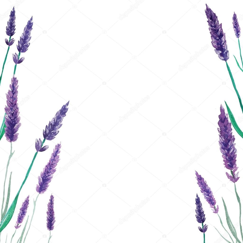 Cornice di fiori di lavanda — Vettoriale Stock