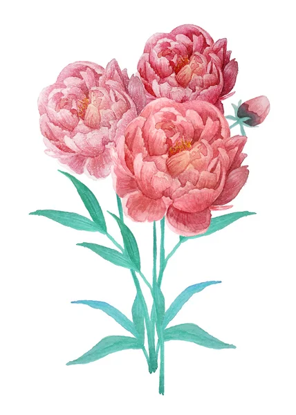 810 Vector Watercolour Peony Vector Images Vector Watercolour Peony Illustrations Depositphotos