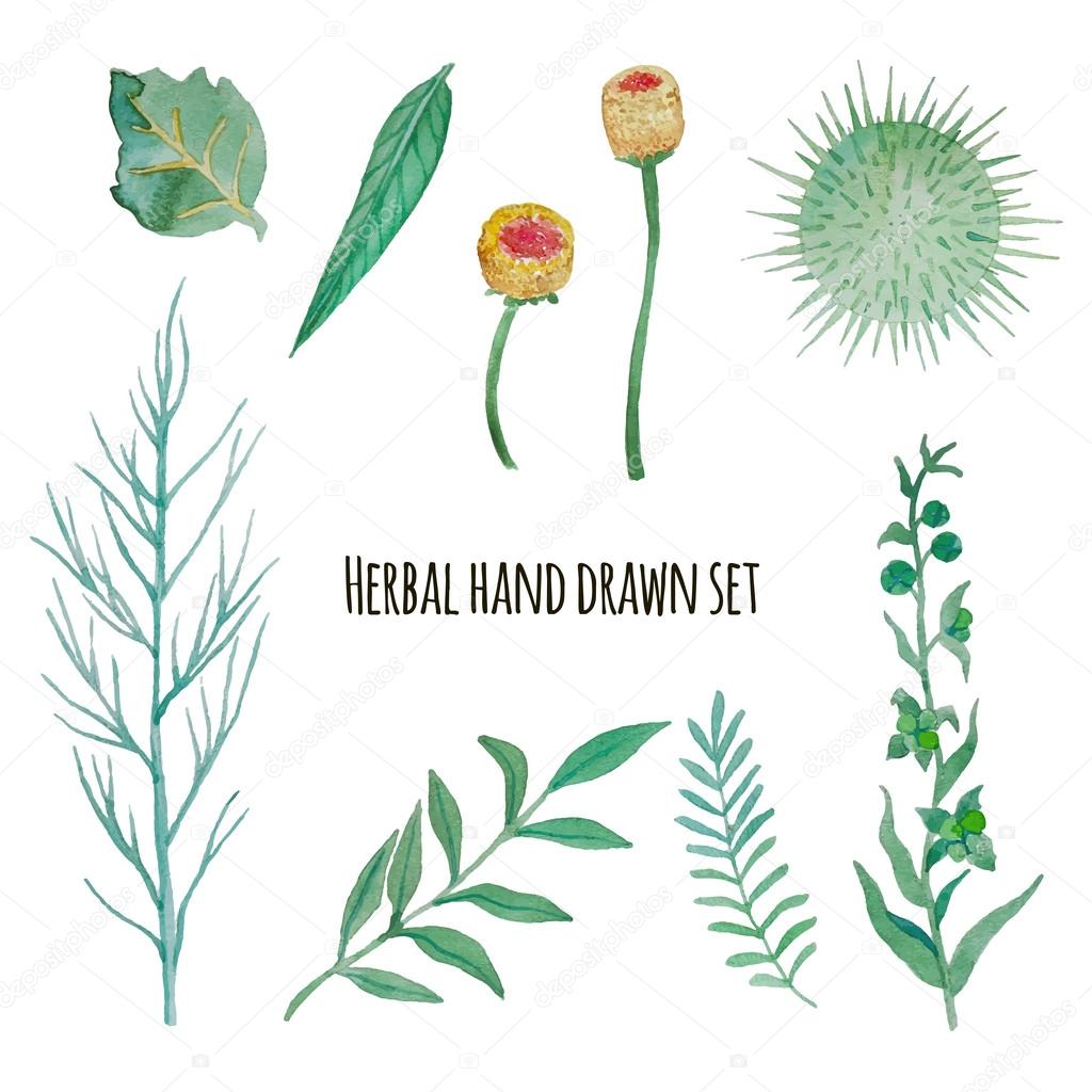 Watercolor herbal elements set ⬇ Vector Image by © DinaL Vector Stock