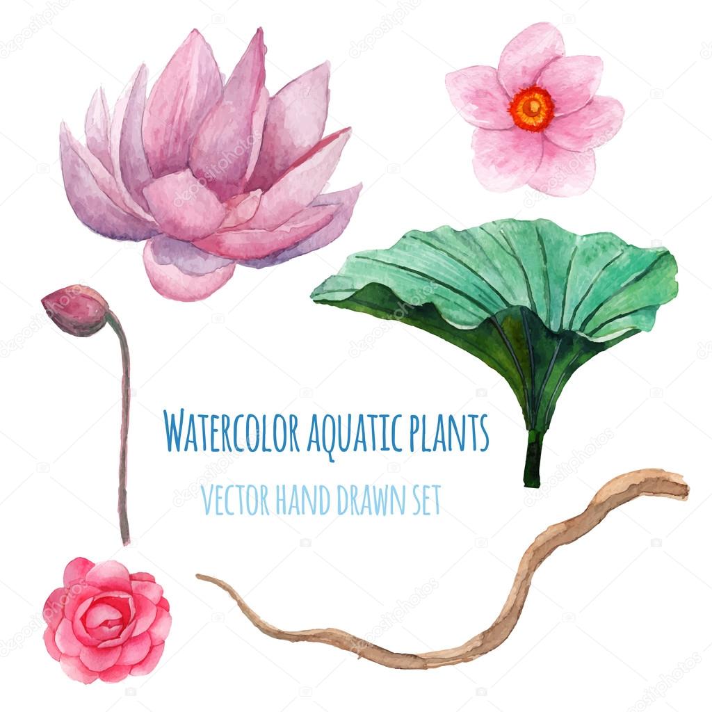 Aquatic plants set — Stock Vector © DinaL 65050911