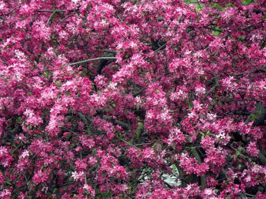 pembe kiraz çiçeklenme