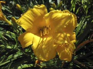 Sarı daylily