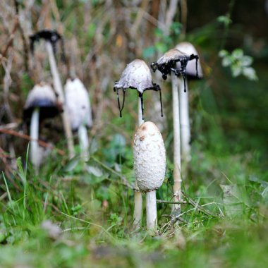 Sonbaharda bir ormanda küçük bir Coprinus koma grubuna yakın.