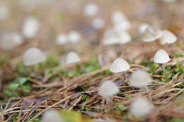 Ormanda büyüyen küçük beyaz mantarlar