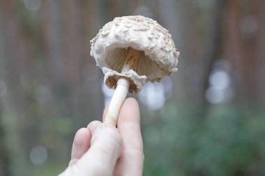 Klorofilyum rhacode gösteren bir adam.