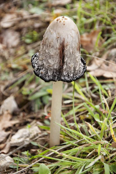 Nahaufnahme Eines Pilzes Namens Coprinus Comatus — Stockfoto