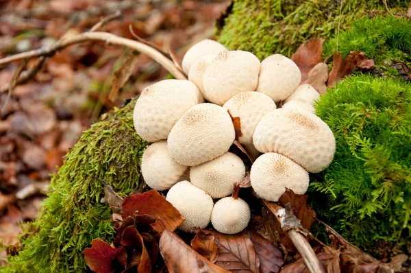 Close Fungo Chamado Puffball Comum Lycoperdon Perlatum — Fotografia de Stock